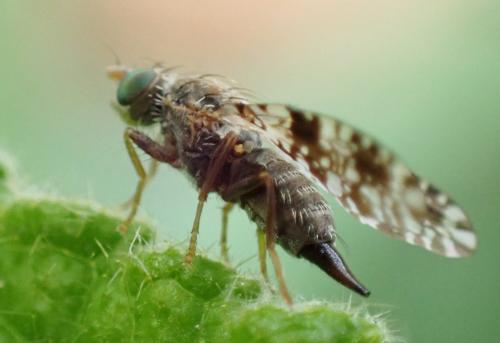 Tephritis ruralis